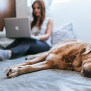 Newsletter, Pets & renting